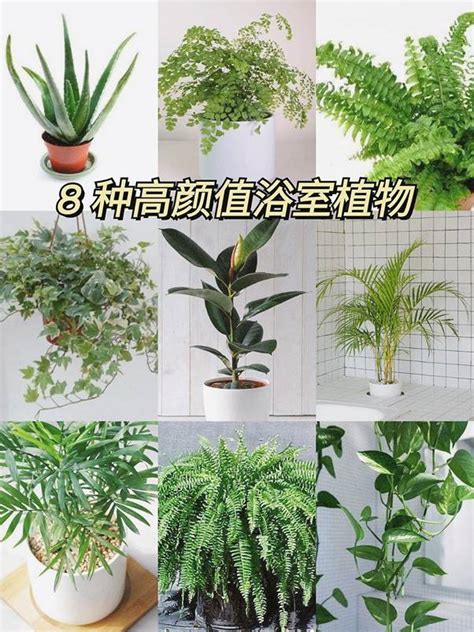 室外耐陰植物|11 種好照顧的室外植物，無論新手、懶人都可考慮的。